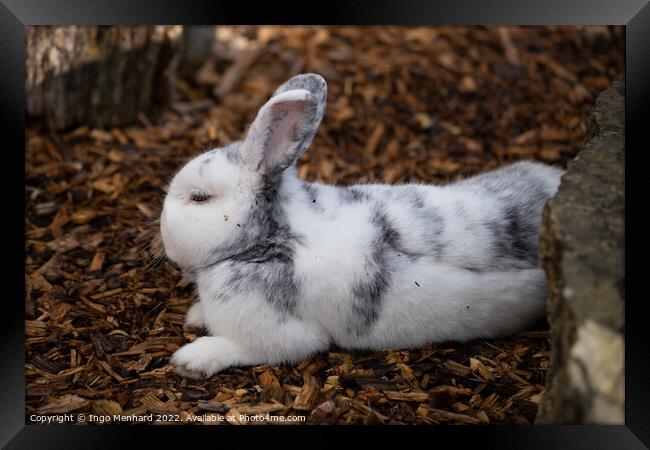 Selective focus shot of an adorable white rabbit resting on a ground of bark mulch Framed Print by Ingo Menhard