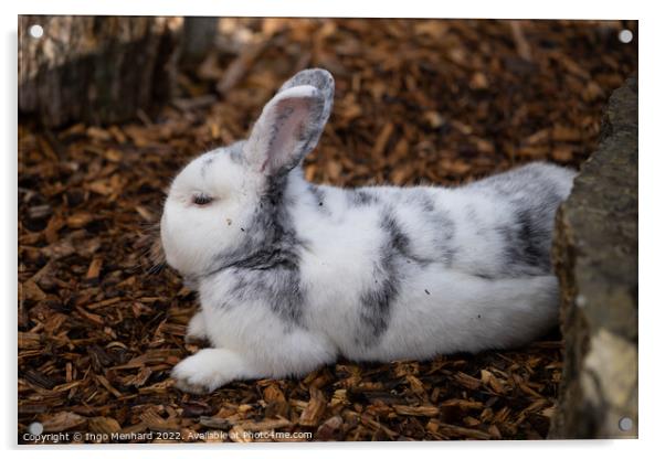 Selective focus shot of an adorable white rabbit resting on a ground of bark mulch Acrylic by Ingo Menhard