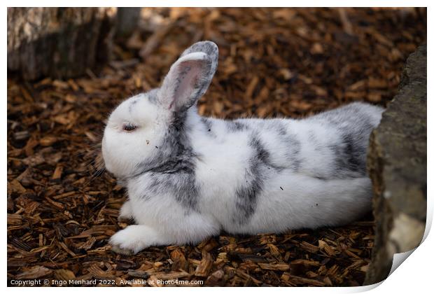 Selective focus shot of an adorable white rabbit resting on a ground of bark mulch Print by Ingo Menhard
