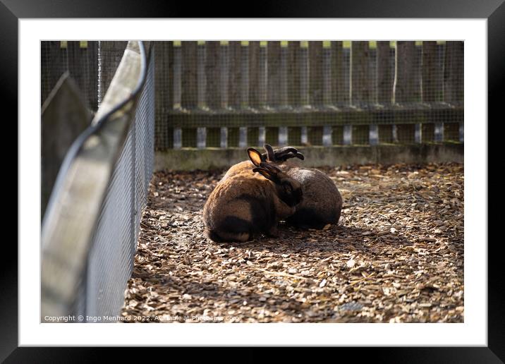Selective focus shot of adorable brown rabbits cuddling together Framed Mounted Print by Ingo Menhard