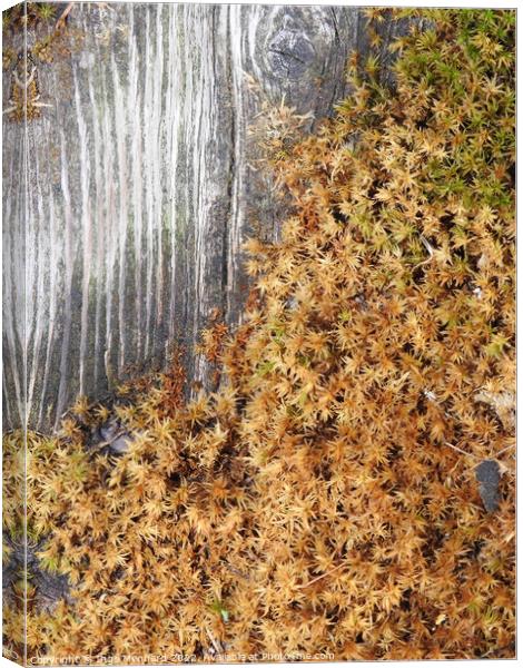 Top view of the growing peat moss covering the wooden surface Canvas Print by Ingo Menhard