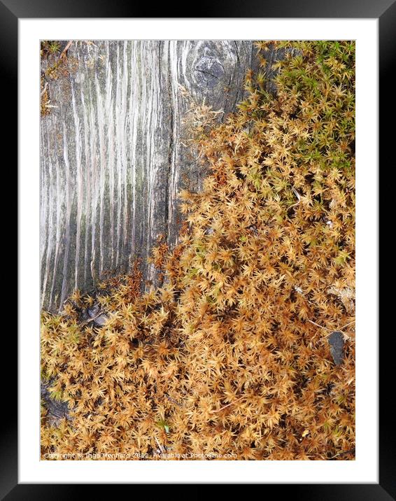 Top view of the growing peat moss covering the wooden surface Framed Mounted Print by Ingo Menhard