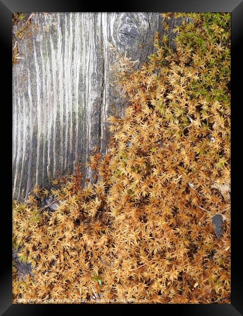 Top view of the growing peat moss covering the wooden surface Framed Print by Ingo Menhard
