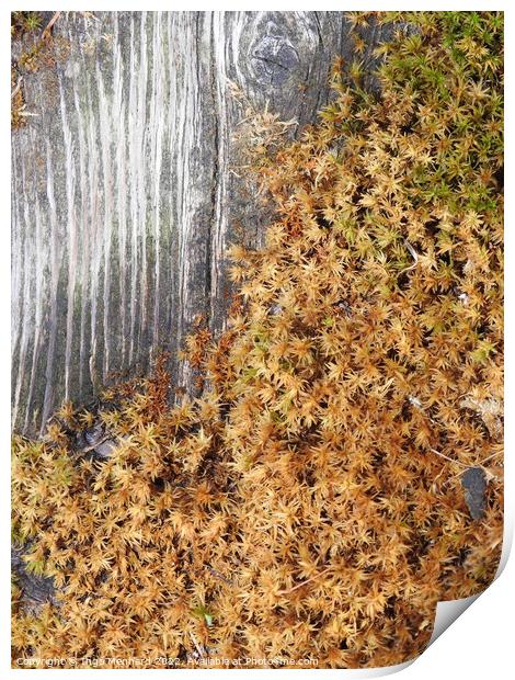 Top view of the growing peat moss covering the wooden surface Print by Ingo Menhard