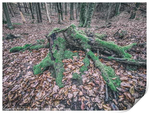 Beautiful forest with tree trunks and dry leaves Print by Ingo Menhard