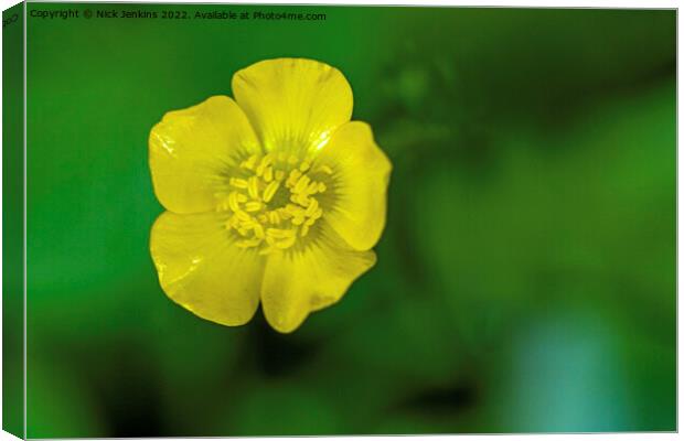 Buttercup Flower in Woodland May  Canvas Print by Nick Jenkins
