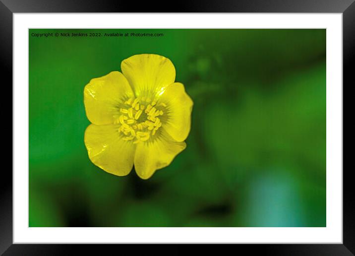 Buttercup Flower in Woodland May  Framed Mounted Print by Nick Jenkins