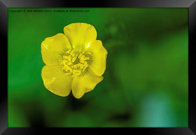 Buttercup Flower in Woodland May  Framed Print by Nick Jenkins
