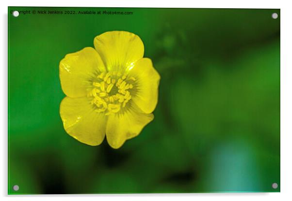 Buttercup Flower in Woodland May  Acrylic by Nick Jenkins