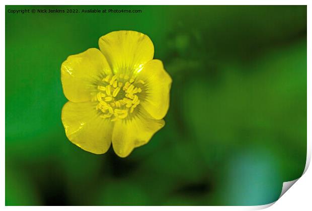 Buttercup Flower in Woodland May  Print by Nick Jenkins