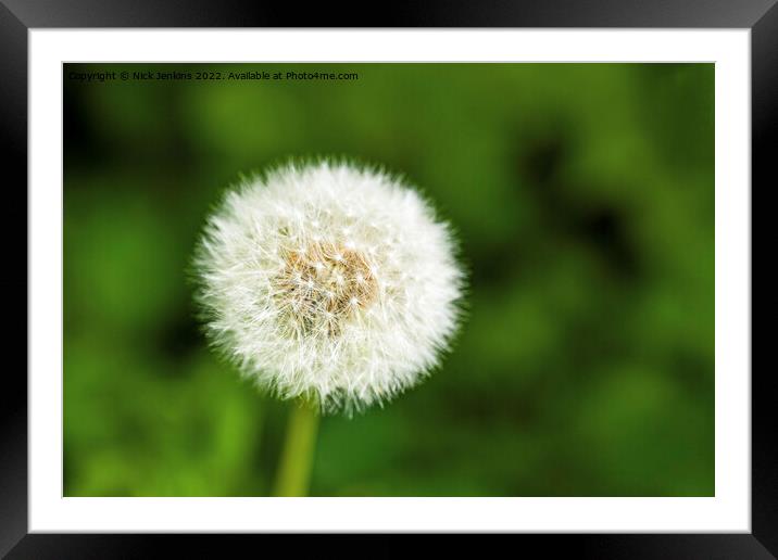 Close Up Dandelion Seedhead in Woods Framed Mounted Print by Nick Jenkins