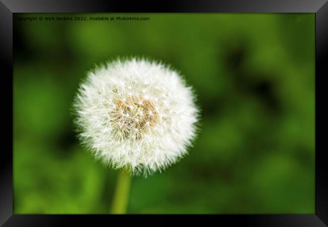Close Up Dandelion Seedhead in Woods Framed Print by Nick Jenkins
