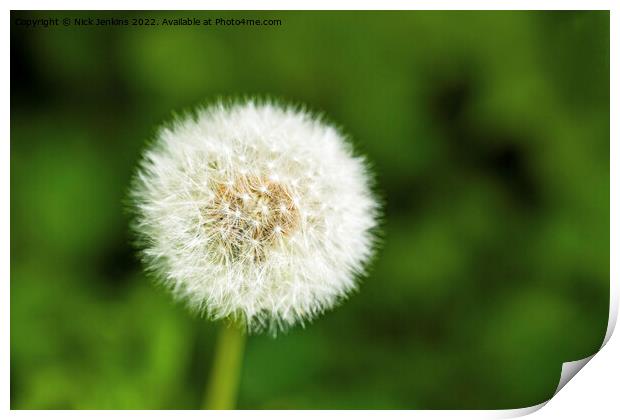 Close Up Dandelion Seedhead in Woods Print by Nick Jenkins