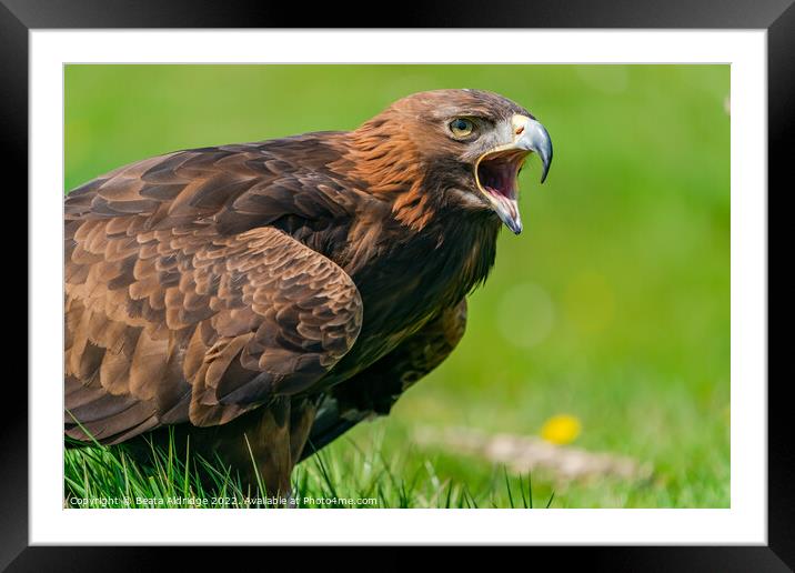 Golden Eagle Framed Mounted Print by Beata Aldridge