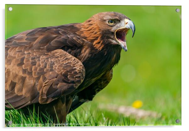 Golden Eagle Acrylic by Beata Aldridge