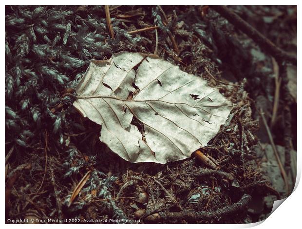 Aged leaf on the ground Print by Ingo Menhard