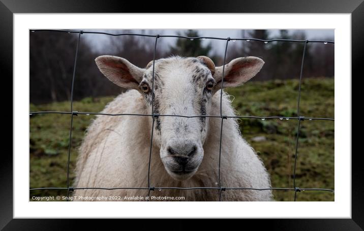 A close up of a Scottish female sheep looking through a wire fence in winter Framed Mounted Print by SnapT Photography