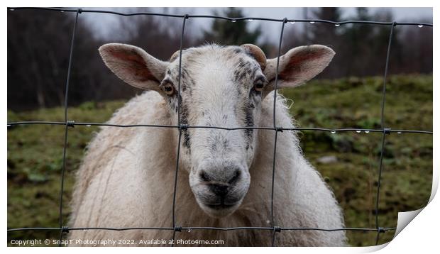 A close up of a Scottish female sheep looking through a wire fence in winter Print by SnapT Photography