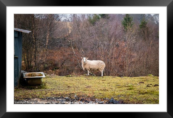 A single sheep standing in a field in winter on a Scottish farm Framed Mounted Print by SnapT Photography