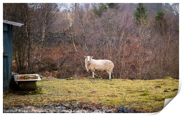 A single sheep standing in a field in winter on a Scottish farm Print by SnapT Photography