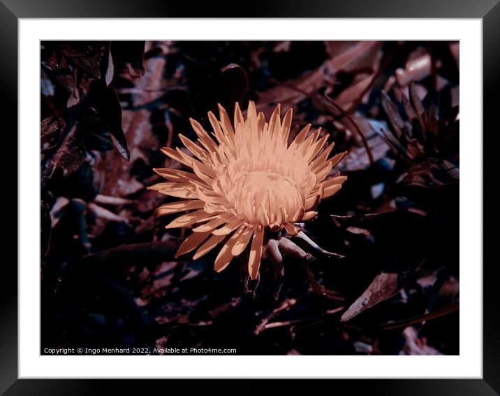 Yellow dandelion in a garden Framed Mounted Print by Ingo Menhard