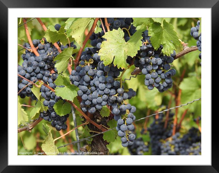 A closeup of colorful grapes on the branches Framed Mounted Print by Ingo Menhard