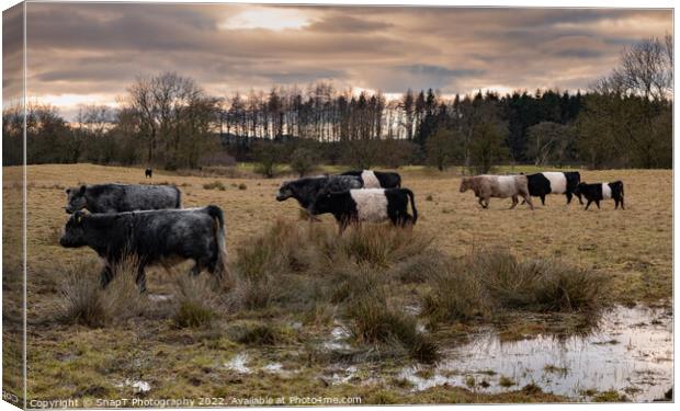 A herd of Belted Galloway cattle moving through a field at sunset in winter Canvas Print by SnapT Photography