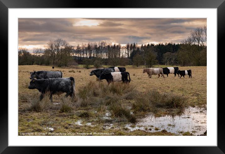 A herd of Belted Galloway cattle moving through a field at sunset in winter Framed Mounted Print by SnapT Photography