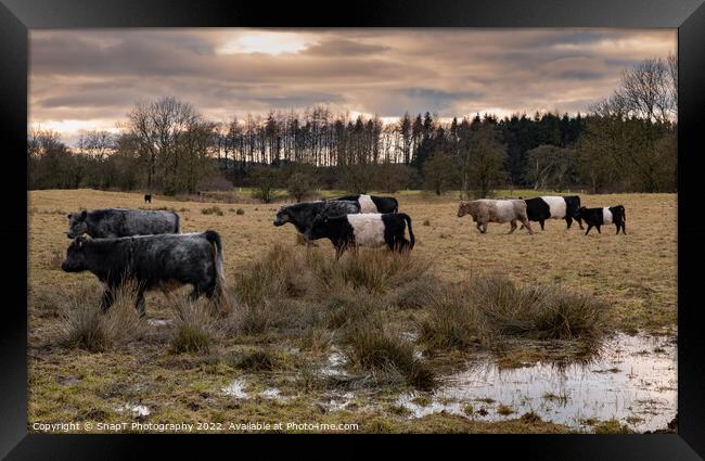 A herd of Belted Galloway cattle moving through a field at sunset in winter Framed Print by SnapT Photography