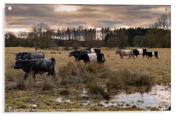 A herd of Belted Galloway cattle moving through a field at sunset in winter Acrylic by SnapT Photography