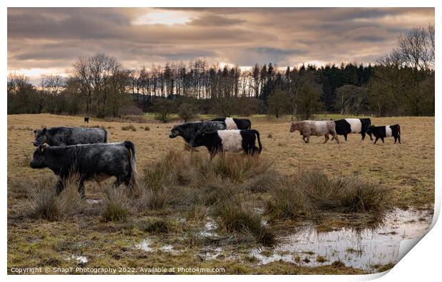 A herd of Belted Galloway cattle moving through a field at sunset in winter Print by SnapT Photography