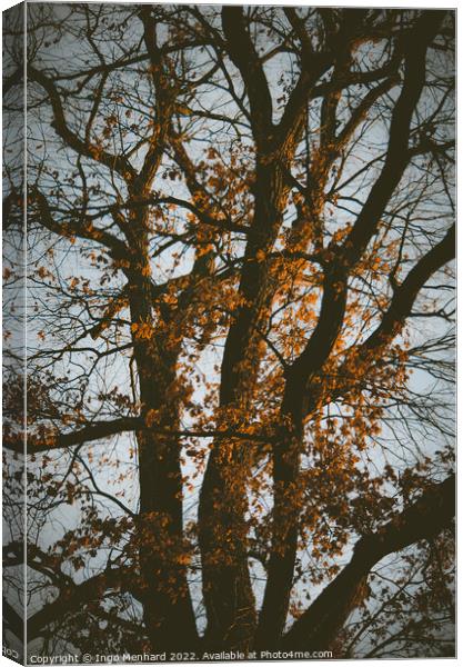 Vertical shot of a tree in a park Canvas Print by Ingo Menhard