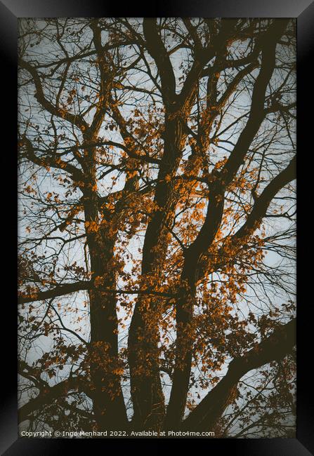 Vertical shot of a tree in a park Framed Print by Ingo Menhard