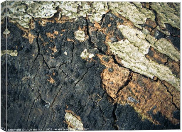A cracked old bark texture Canvas Print by Ingo Menhard