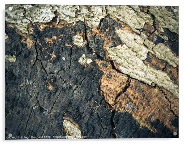 A cracked old bark texture Acrylic by Ingo Menhard