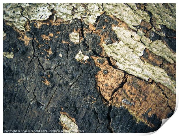 A cracked old bark texture Print by Ingo Menhard