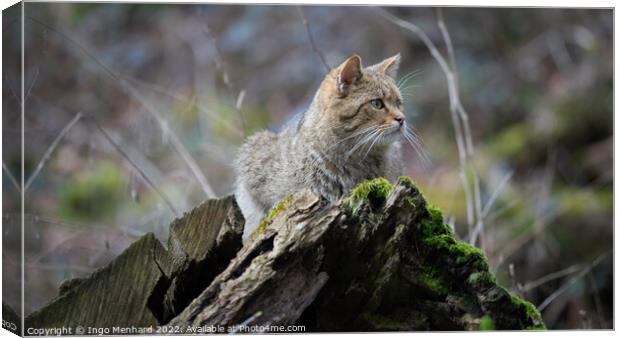 Selective focus shot of a cute kitten lying down on a moss-covered tree trunk Canvas Print by Ingo Menhard
