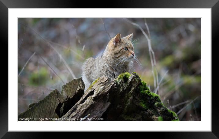 Selective focus shot of a cute kitten lying down on a moss-covered tree trunk Framed Mounted Print by Ingo Menhard