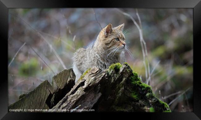 Selective focus shot of a cute kitten lying down on a moss-covered tree trunk Framed Print by Ingo Menhard