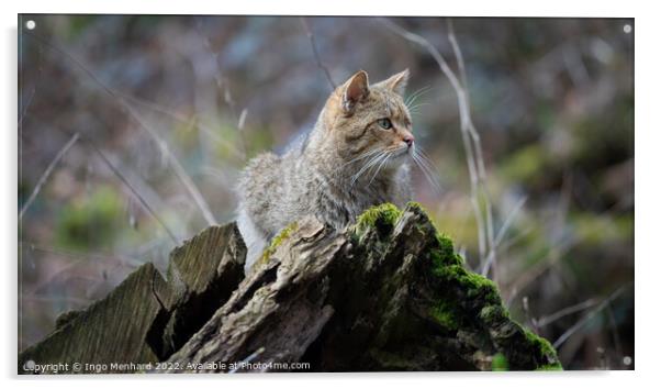 Selective focus shot of a cute kitten lying down on a moss-covered tree trunk Acrylic by Ingo Menhard