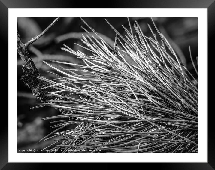 Dry grass closeup details in black and white Framed Mounted Print by Ingo Menhard