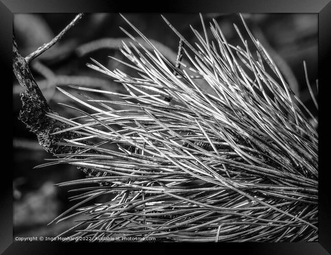 Dry grass closeup details in black and white Framed Print by Ingo Menhard