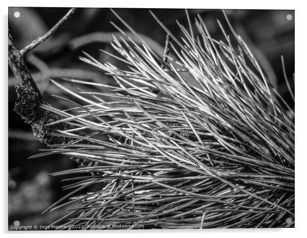 Dry grass closeup details in black and white Acrylic by Ingo Menhard