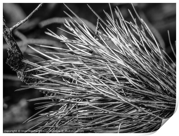 Dry grass closeup details in black and white Print by Ingo Menhard
