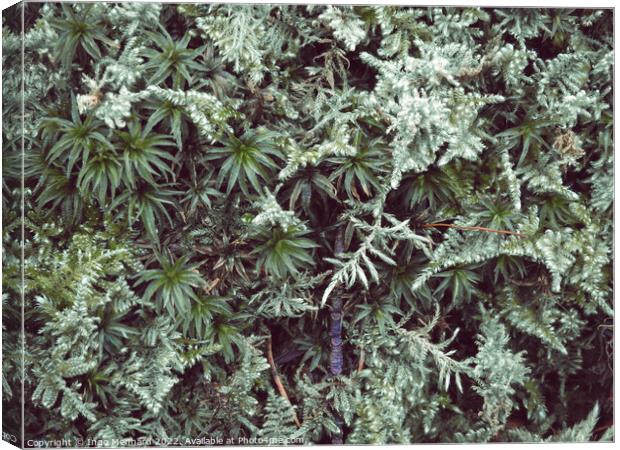 Green icy plant Canvas Print by Ingo Menhard