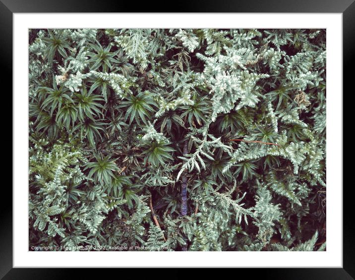 Green icy plant Framed Mounted Print by Ingo Menhard