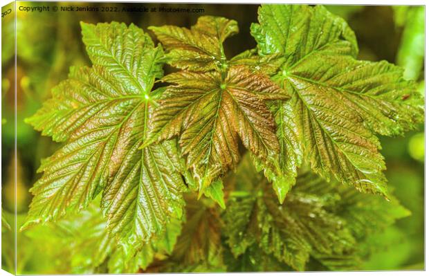 Newly Emerged Sycamore Leaves May Canvas Print by Nick Jenkins