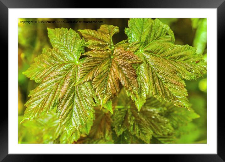 Newly Emerged Sycamore Leaves May Framed Mounted Print by Nick Jenkins