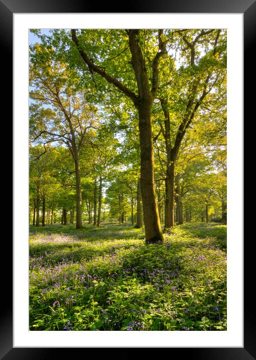 Dappled Greens (and blues) Framed Mounted Print by Malcolm McHugh