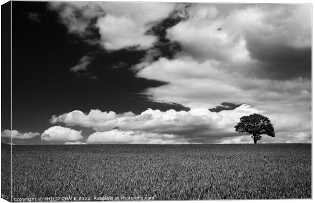 Lone tree in a field 721 Canvas Print by PHILIP CHALK